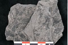 Foto (Detailansicht) von Neuropteris sp.  (NHMW-GEO-2024-0188-10707)